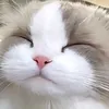 xiiv__00