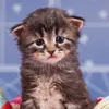 catesitz