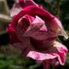 paulac_121