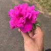 strellci77