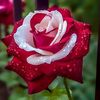 ezoaziz123046