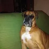 albertobelpassofl