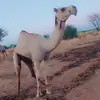 الكردفاني