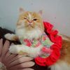 angelheartpaw
