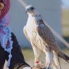 gazwanmohamad1