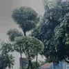 agungjayaputry