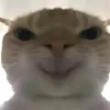 nhugocvo