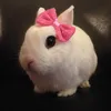 hoeysl