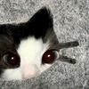 nocomay