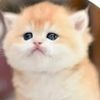 user5512291819146