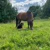 h_horses.s