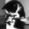 cutiecatbear123
