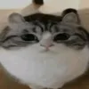 alicegfy