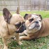 efbulldogluv