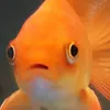 Pretty Fishy