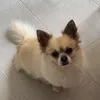 priceybev
