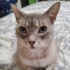cat.weatherwax