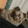 knabullykennels