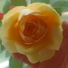 olga20.91