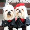 lucas_shihtzu28