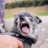 digromv