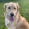 bonniethewonderdog