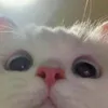 Czyrine