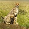 Linah.Wildlife Enthusiast