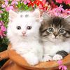 relax_with_cats