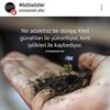 Melek