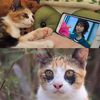 chingche23
