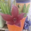 patriciaflores4492