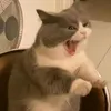 d_nam0