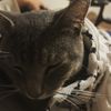 talking_with_my_cats