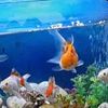 theap_sa_sritanyya