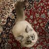aydn17_