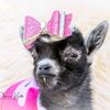 Fox Haven Pygmy Goats