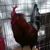 godfeather_