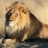 devarlion1