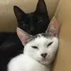 gatolandiya