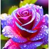 vilma_731