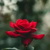 dy21kerkhpqs