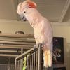 sophiethecockatoo