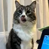 luckycharmstv