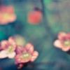 plumroses1