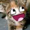 shelesky_5