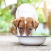 DogRescue