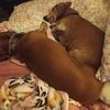doxiemom4122