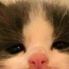 stfu_bitcj