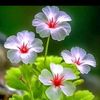 tehani_h